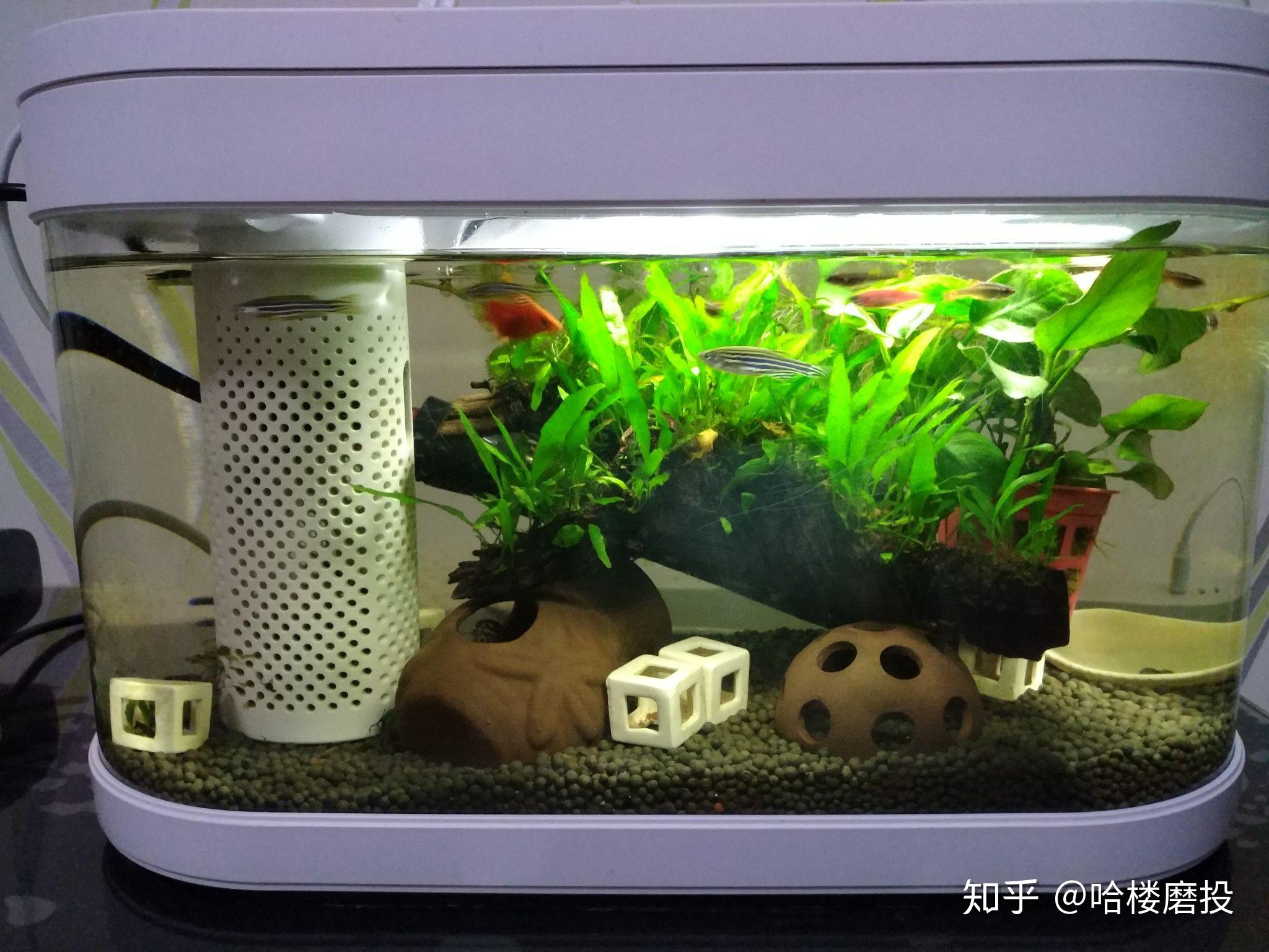 小米画法几何生态鱼缸怎样? - 知乎