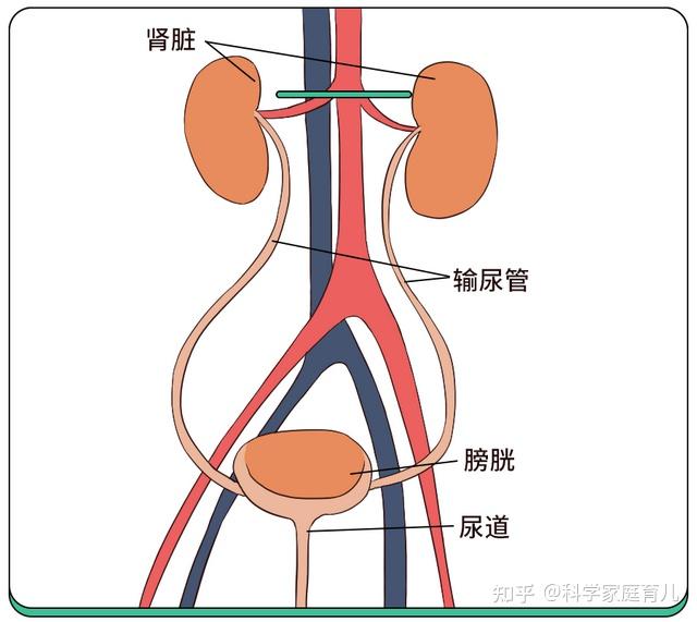 娃动不动就发烧