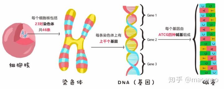 染色体上基因位置图解图片