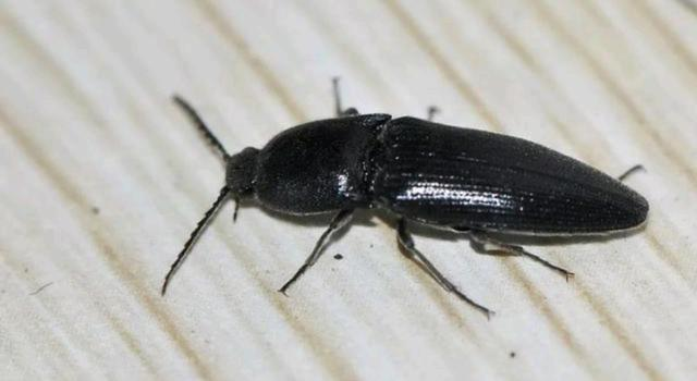 具体是什么蟑螂? - 知乎