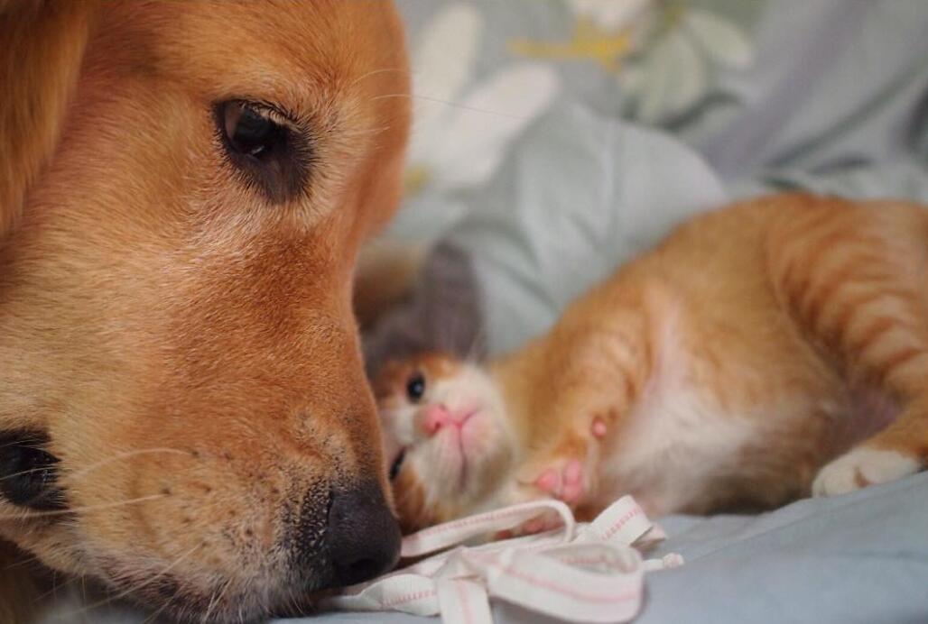 大金毛遇上小橘猫的画风太暖了简直被喂了一把甜狗粮
