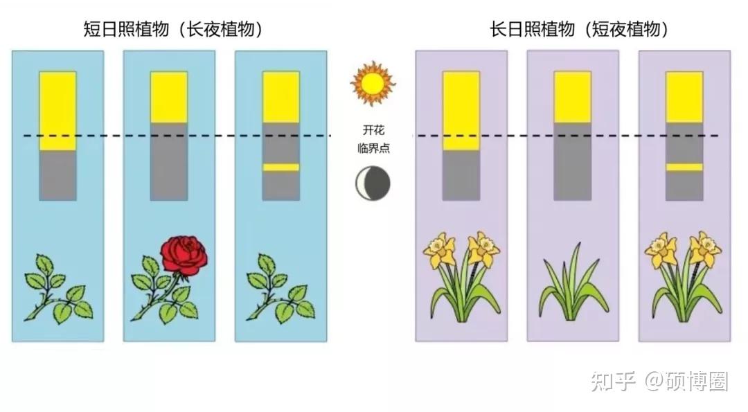 图示玉米的两种生长阶段:ve-v10,营养生长;vt-r6,生殖生长.