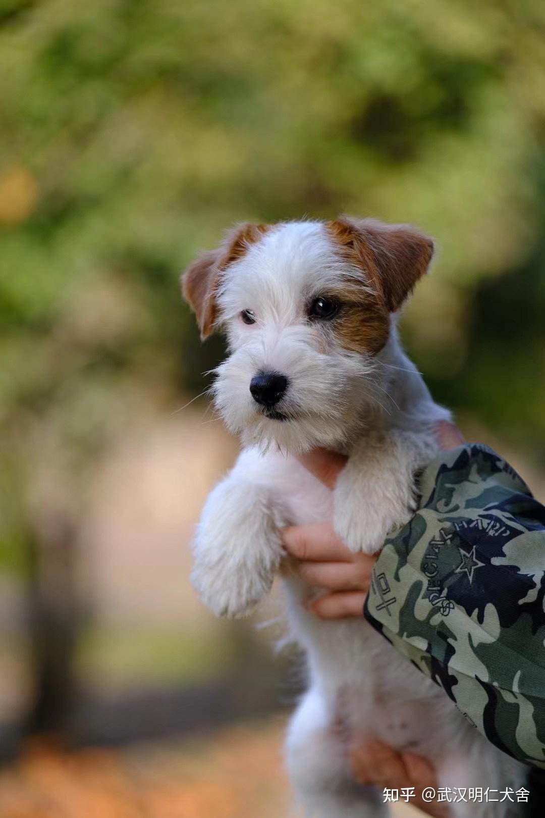 儿童的成长有杰克罗素梗陪伴 - 知乎