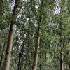 吃货老李