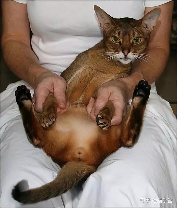 全图解:如何给公猫的阴茎做日常检查