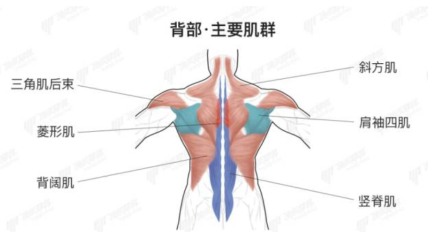 束脊肌图片