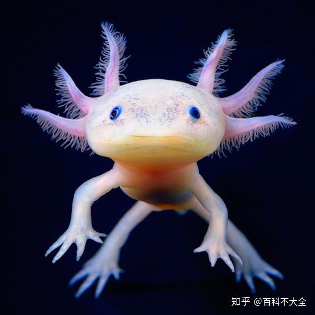动物篇(41)·有尾目 - 知乎