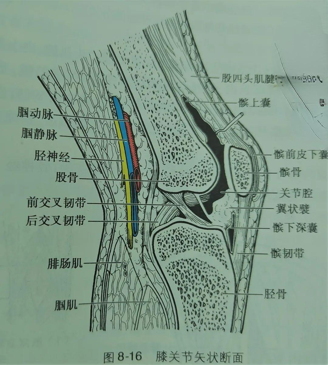 膝关节的韧带(3) 