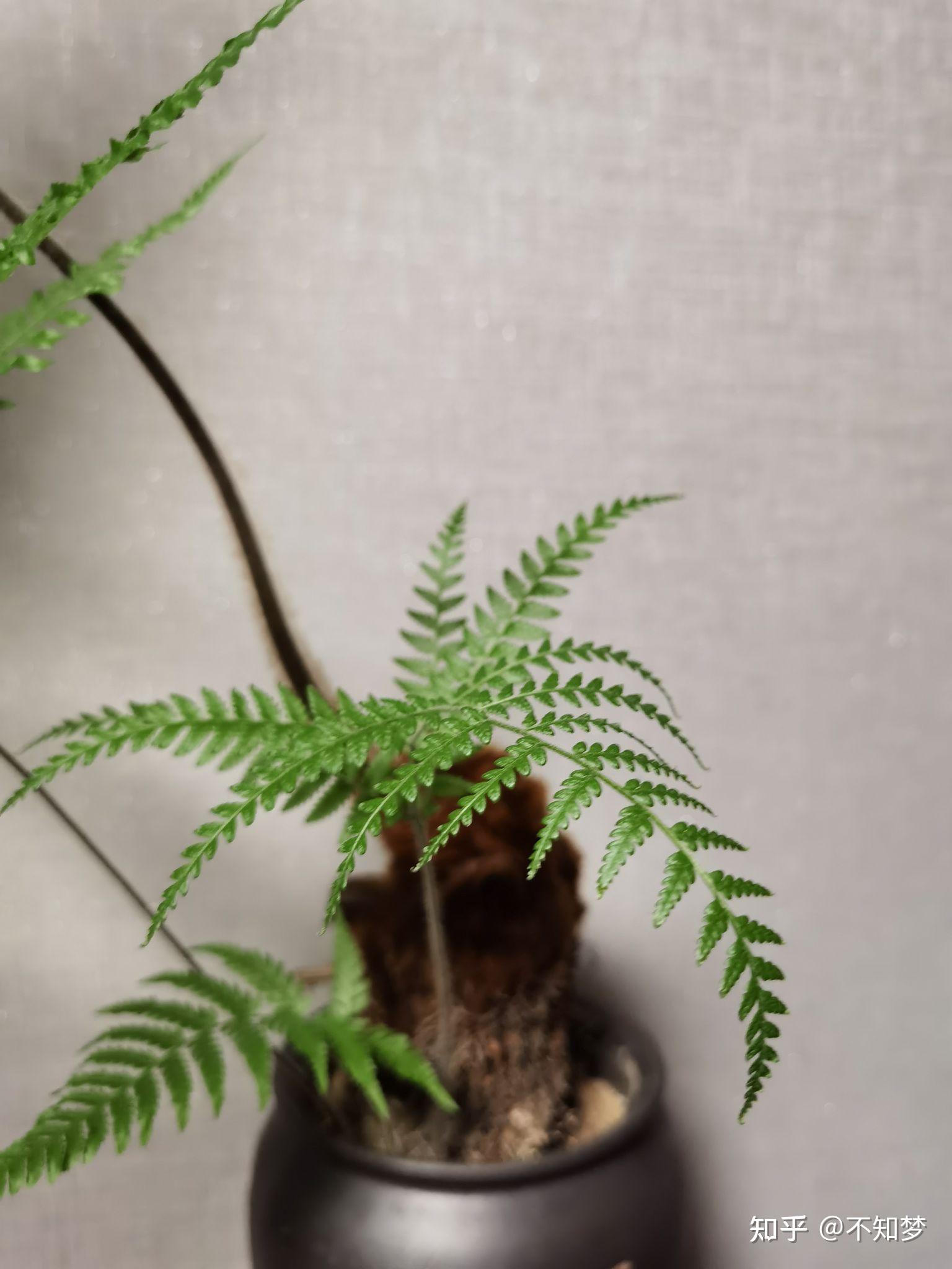 金丝猴蕨采光良好温度湿润的室内养护为何叶片焦卷