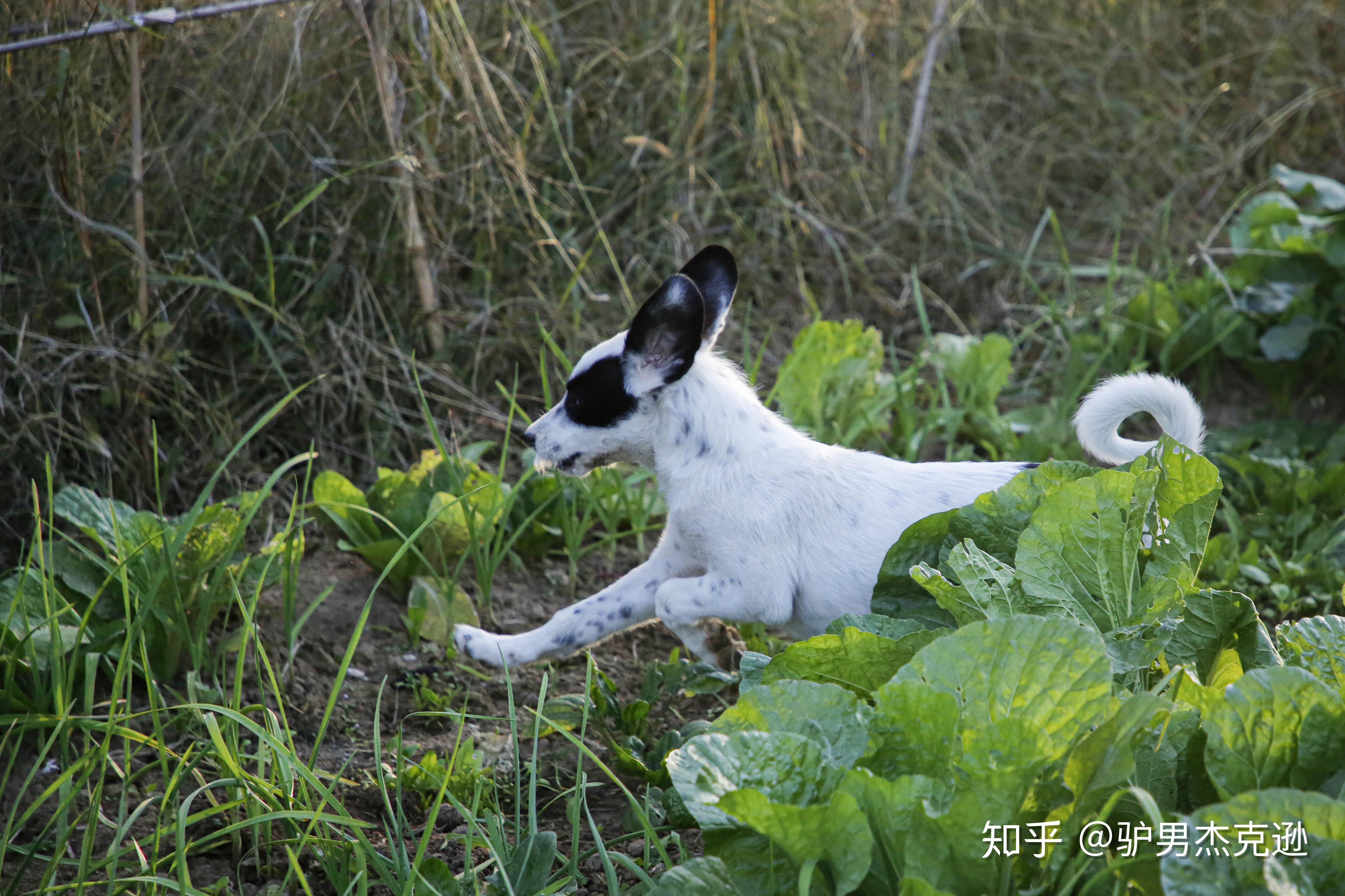 拉布拉多和边牧的混种图片