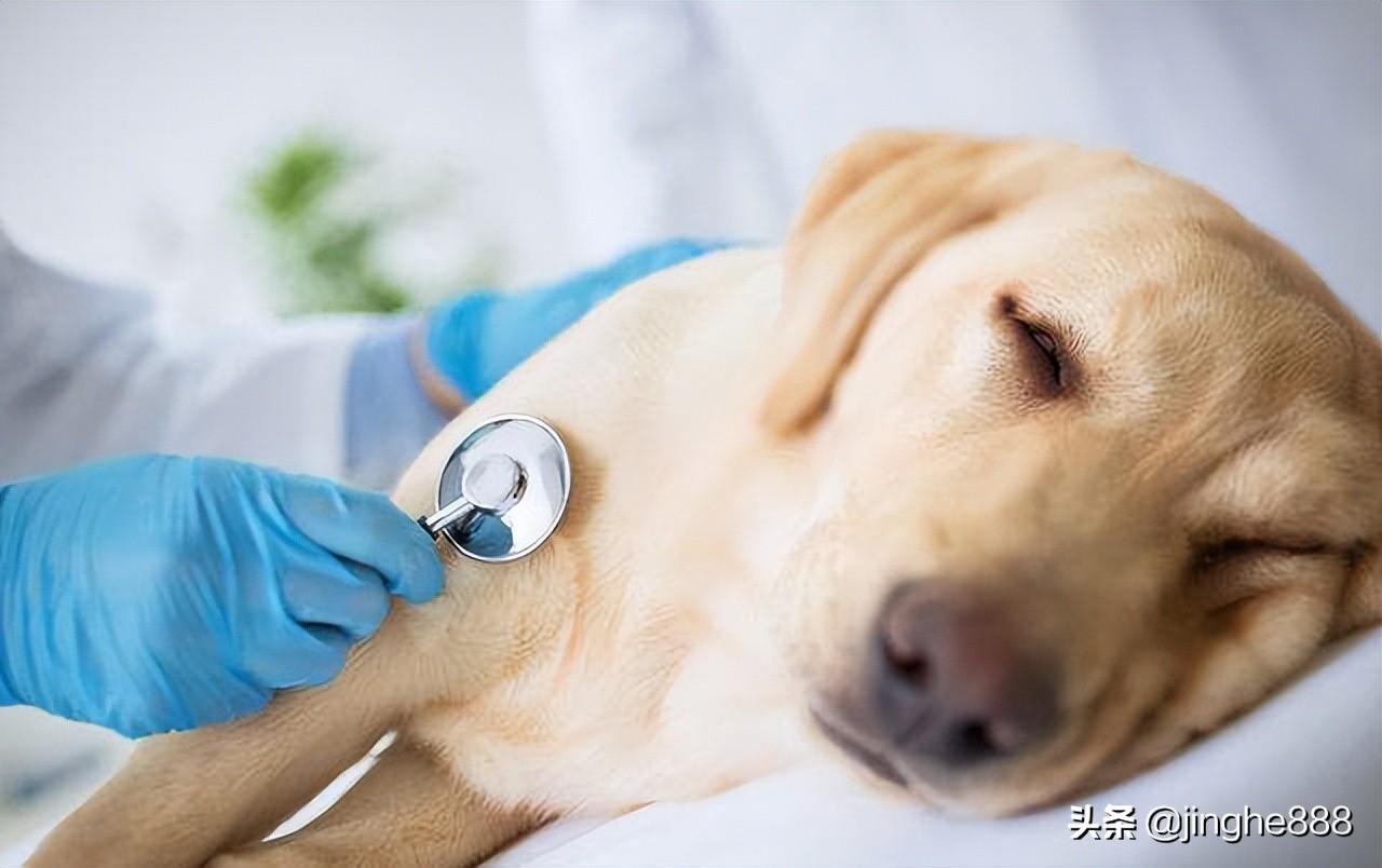 兽医：这7个症状，说明狗狗身体有虫 - 知乎