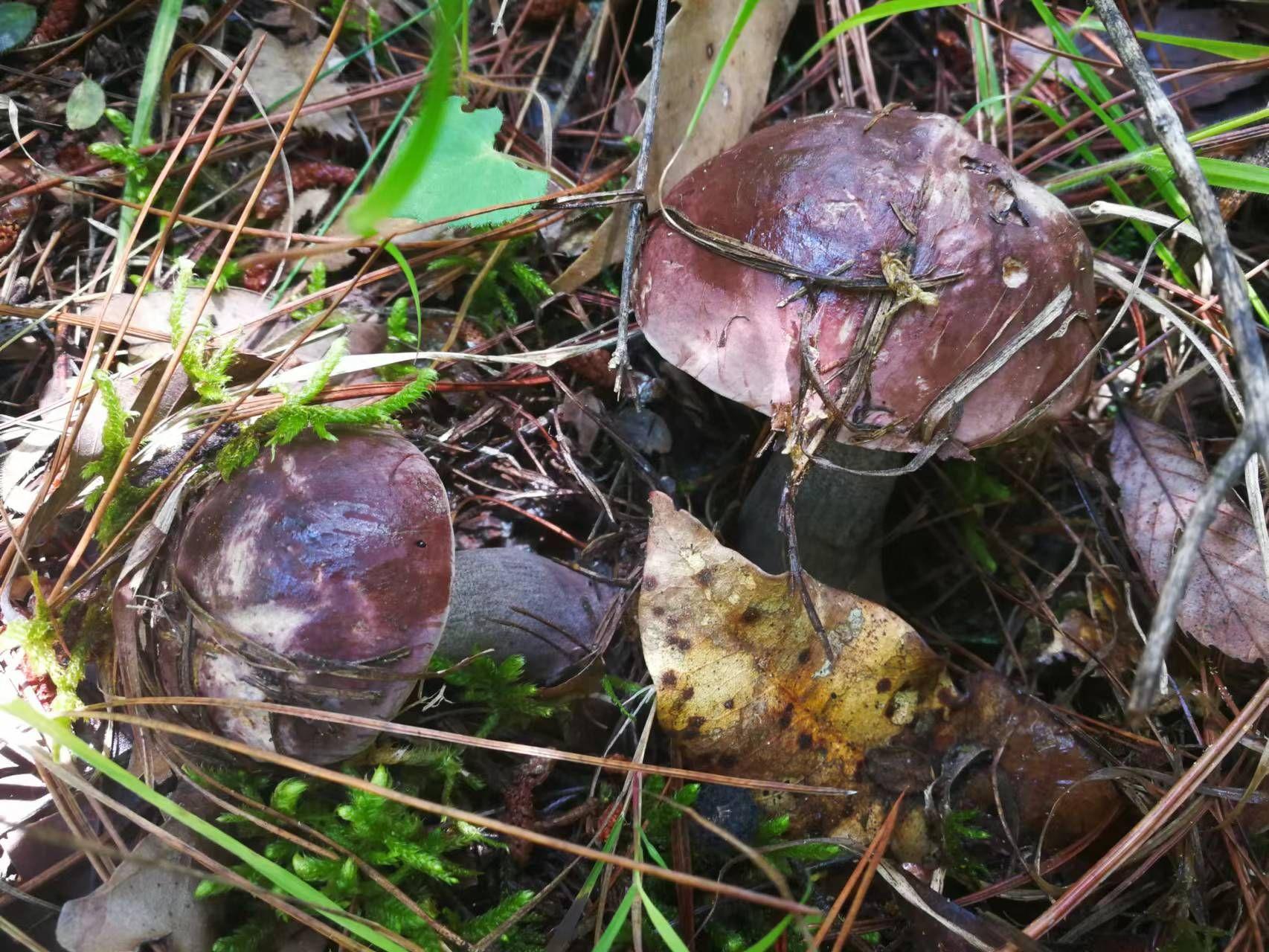 紫褐牛肝菌图片