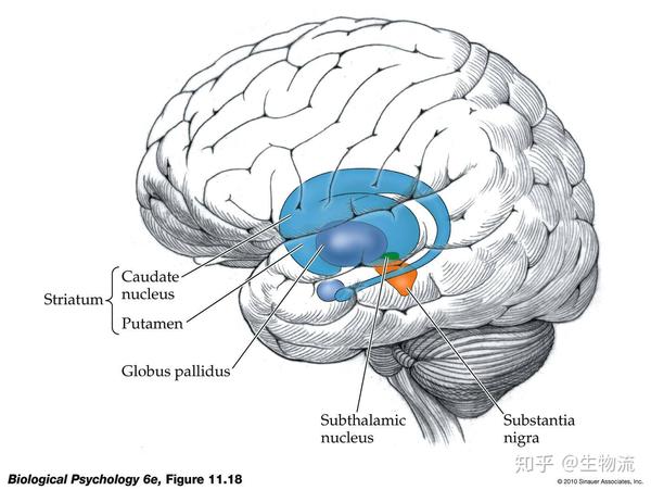 從進化角度看大腦盛極一時的三重腦模型