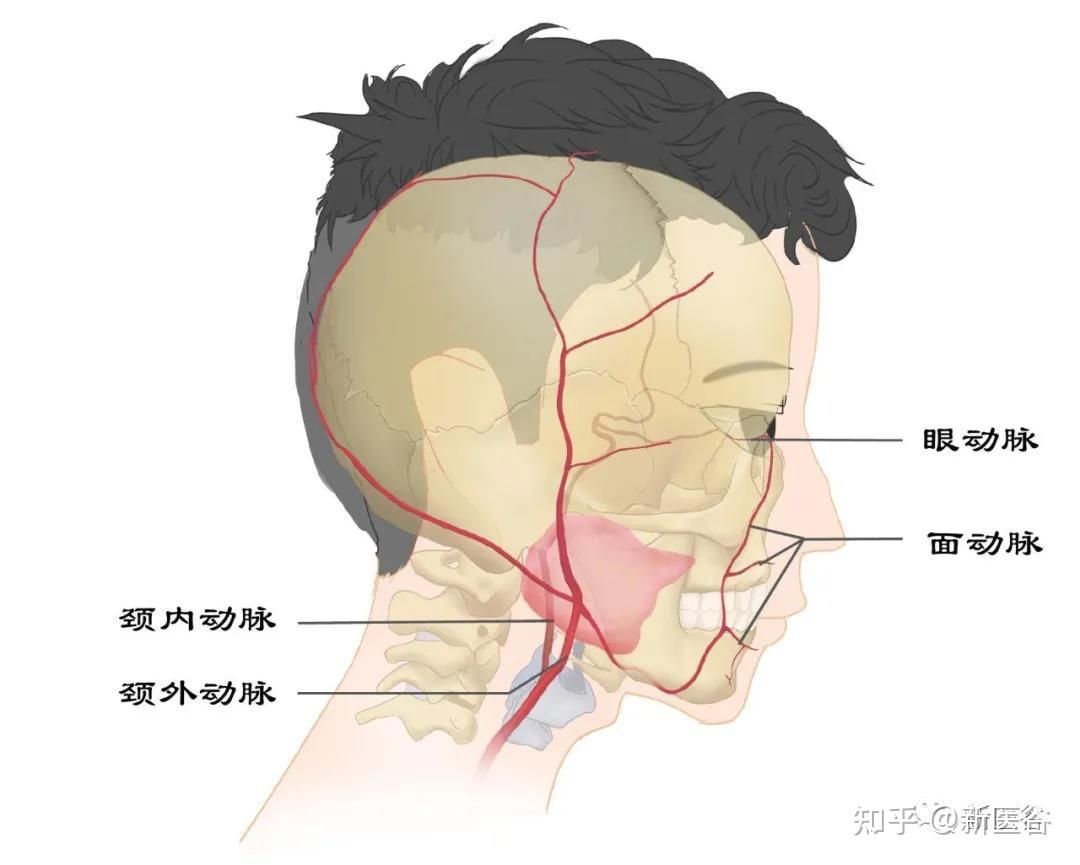 面部填充中"新"路线谷友:脂肪栓塞不就