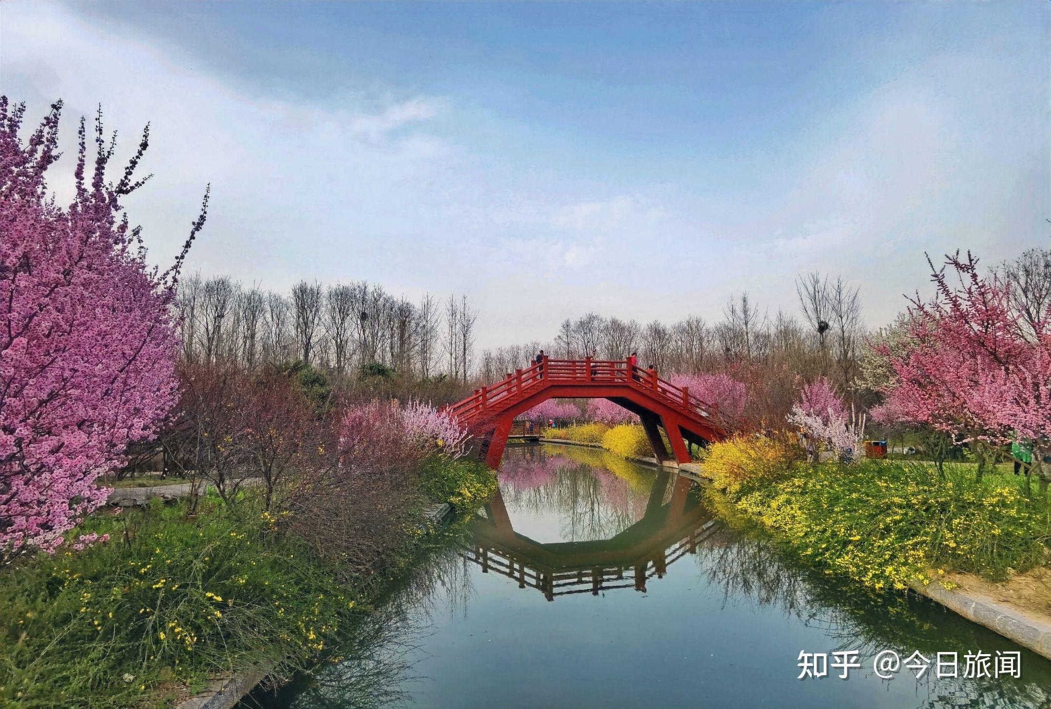 4月3日隋唐城遗址植物园花情 - 洛阳牡丹文化节
