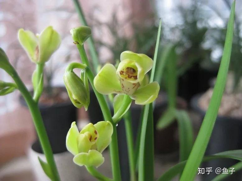 立秋谈谈秋兰的花期鉴赏养护 - 知乎