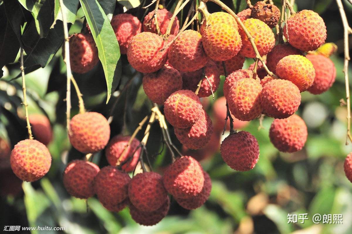 荔枝含有葡萄糖和多种维生素,富有营养价值,所以吃鲜荔枝可以滋补身体