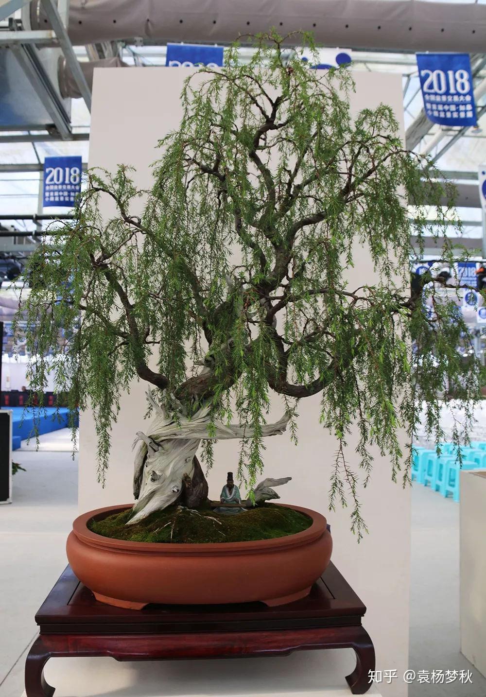 垂枝樱盆景怎么处理