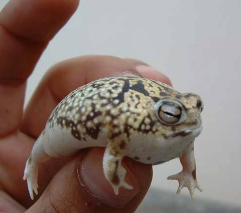 之前在果壳日历里看到介绍大足短头蛙