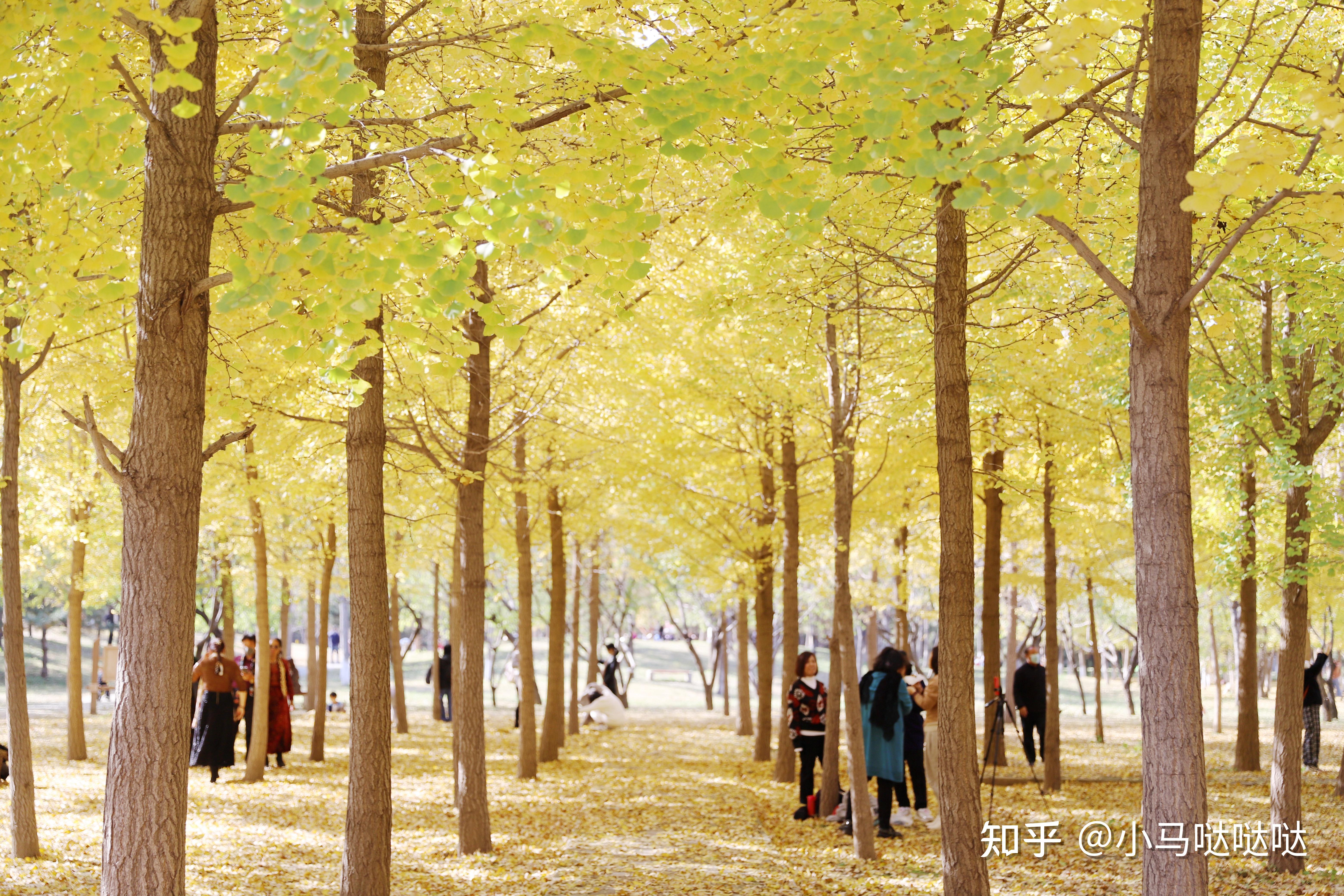 丰台天元公园有银杏图片