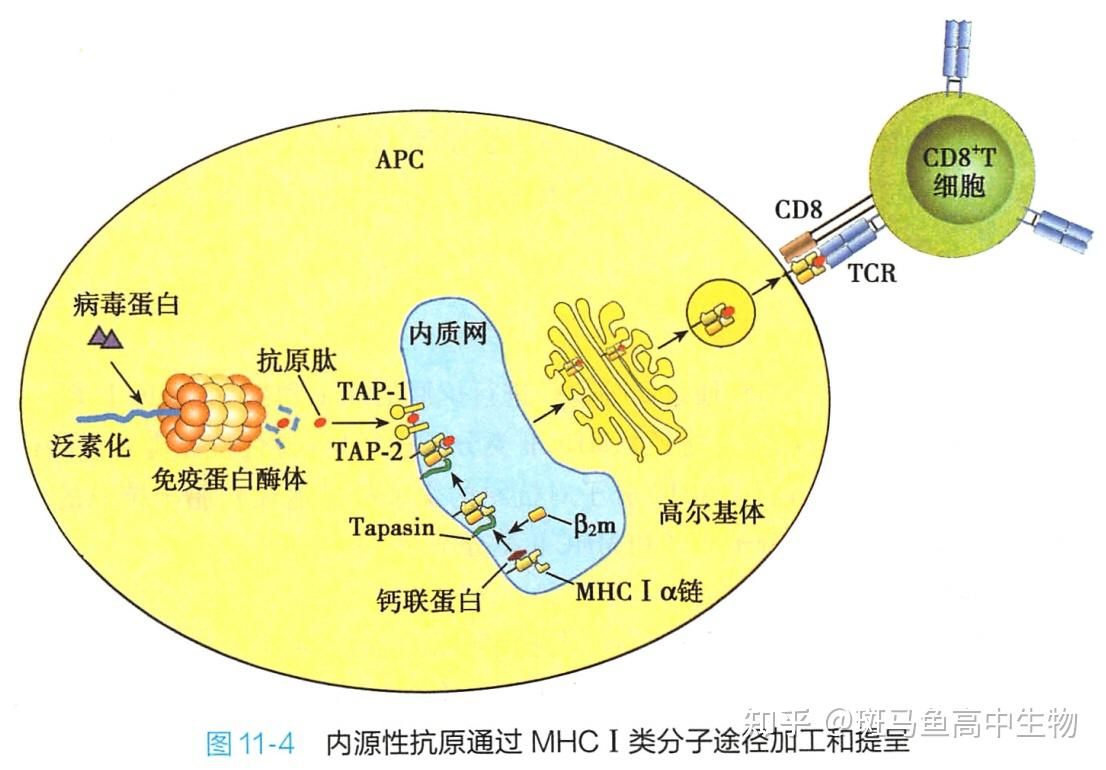 在mhcⅡ类小室与溶酶体融合而成的细胞器中被降解成短肽,随后,在mhcⅡ