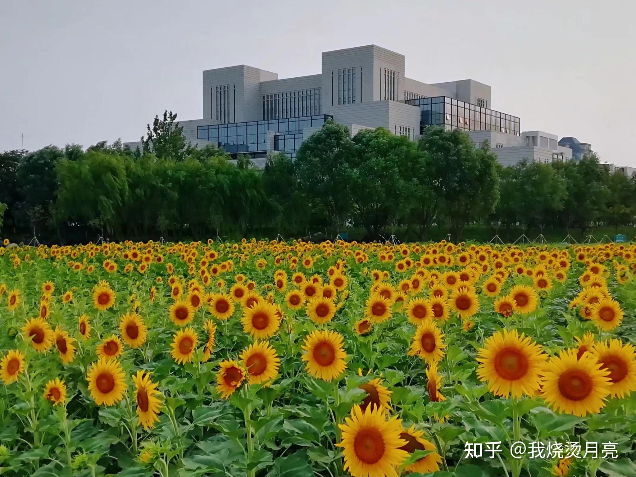 在臨沂大學就讀是一種什麼樣的體驗