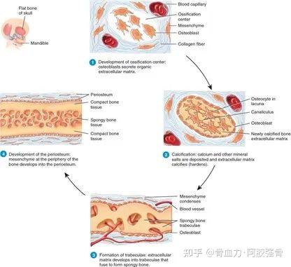 骨骼系统第1期——骨的形成与生长 - 知乎