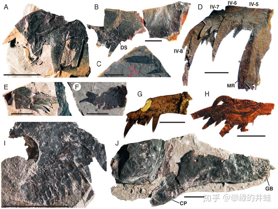 【地球演义】铁虿狰狞14:板足鲎杂谈