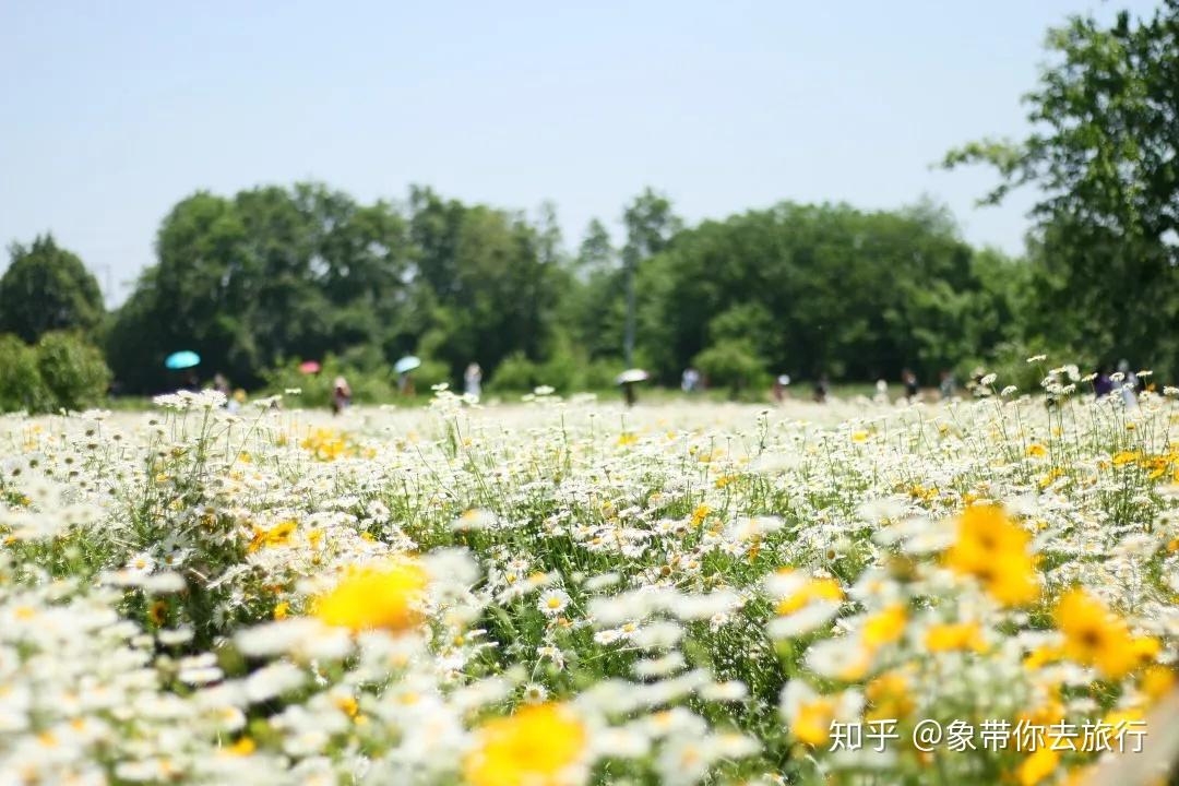 成都夏日必去的雏菊花海雏菊花马鞭草藤月一次看遍