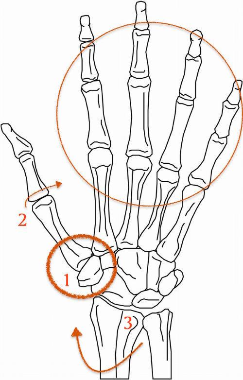 手大拇指骨结构图片图片