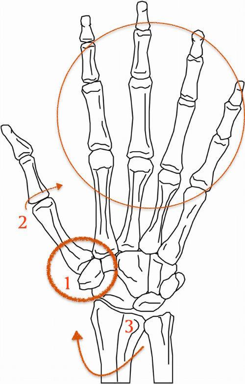 弹钢琴时大拇指关节内陷,如何纠正? - 知乎
