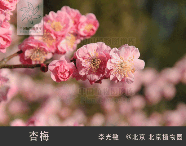 帝都之春 —— 桃,樱,杏,梨,李,梅