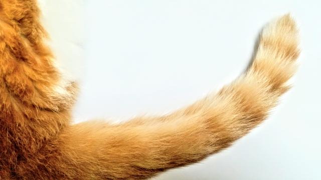 喂你家猫的尾巴在说话行为初级