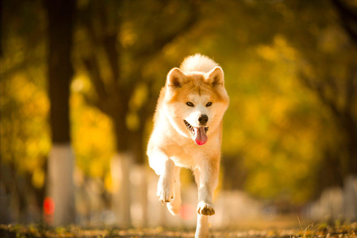 秋田犬的优缺点及性格(秋田犬的优缺点及性格介绍)秋田犬的缺点最接受