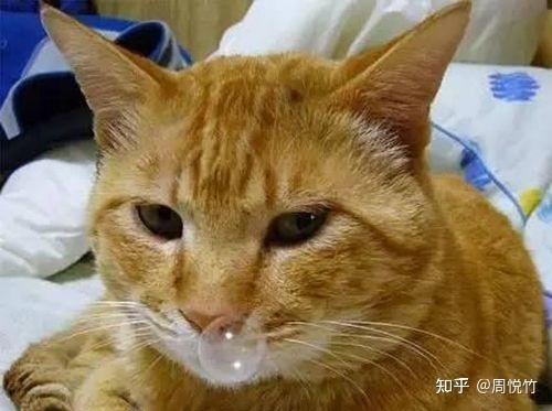 猫咪一直流鼻涕是什么原因怎么办 知乎