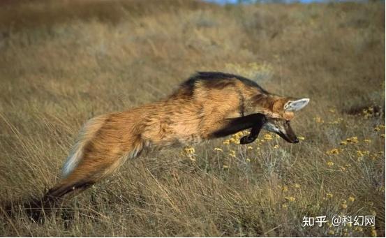 动物界中的大长腿鬃狼
