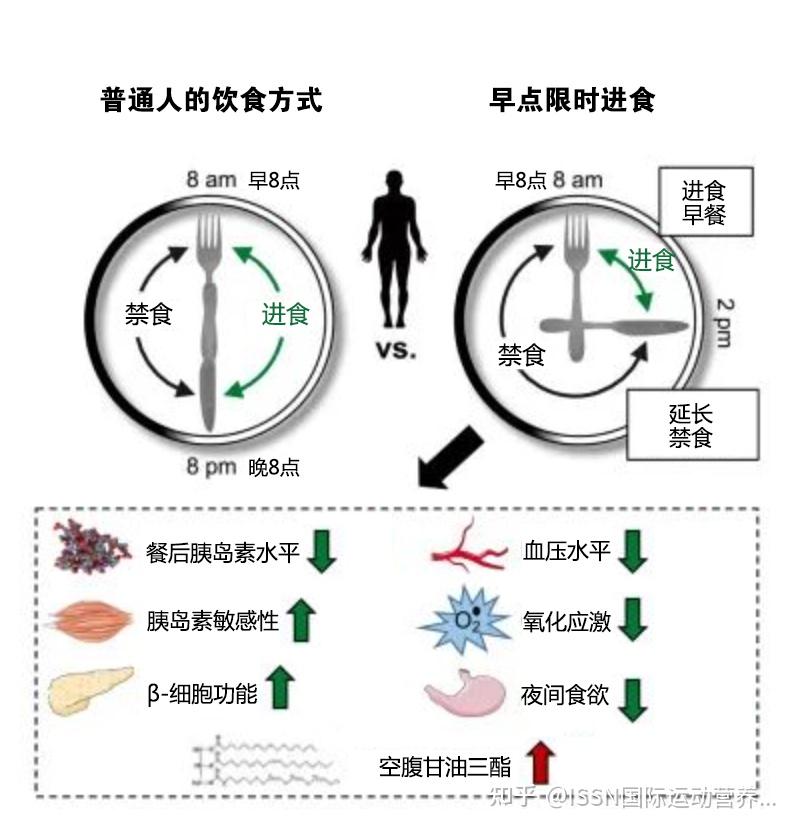 禁食还是进食?间歇性禁食对减重、运动表现等的影响 - 知乎