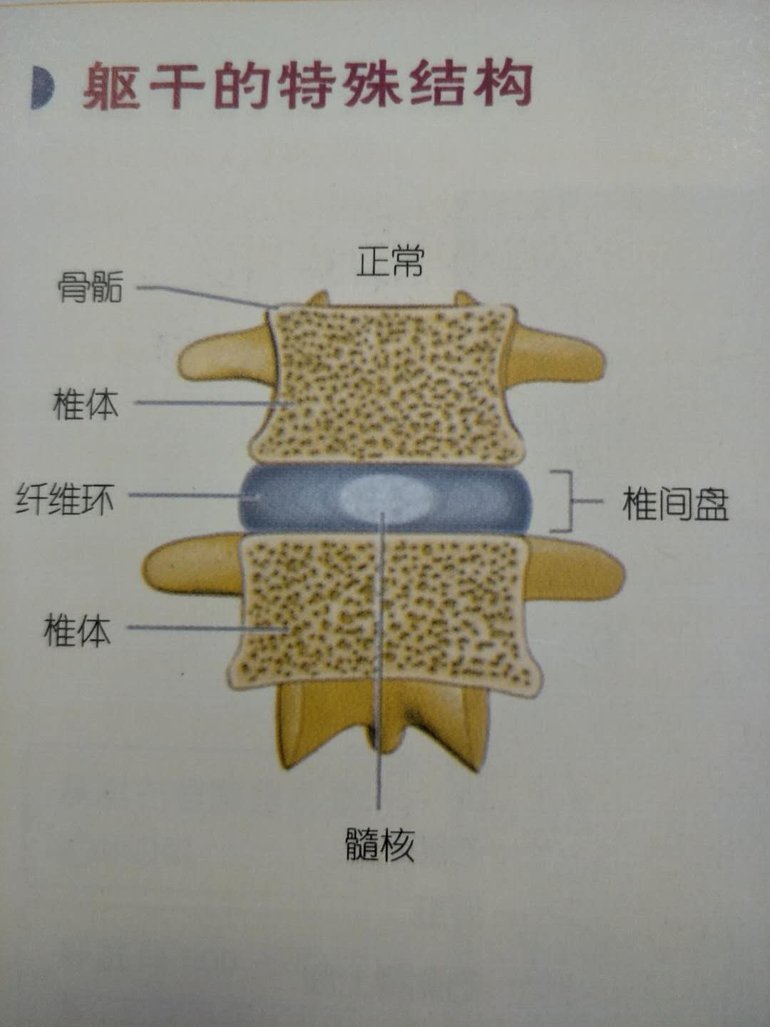 椎间盘位于相邻的上下两椎体之间,柔韧有弹性,对椎体起着平衡和缓冲