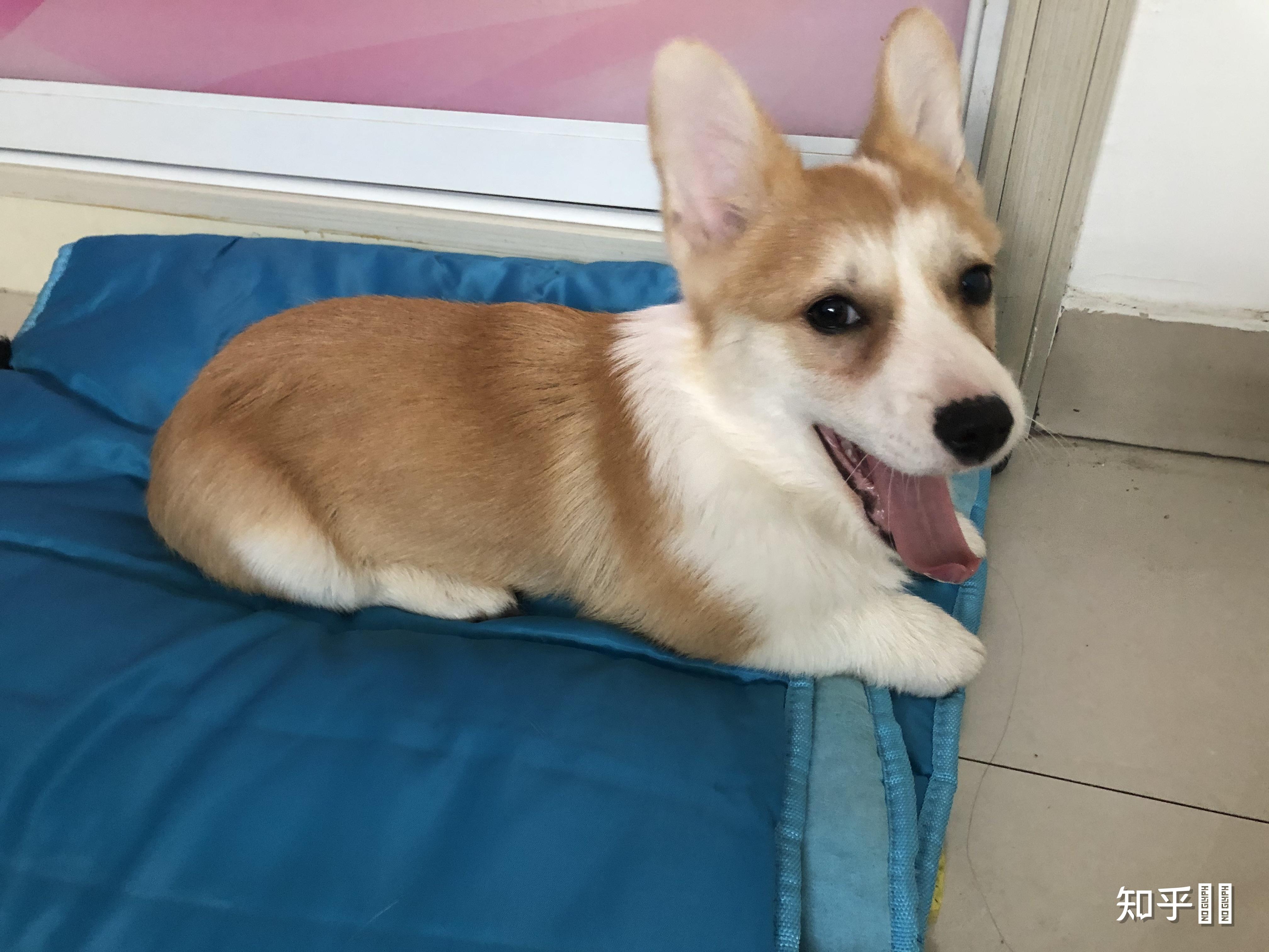 我家的柯基是不是泪痕太重了