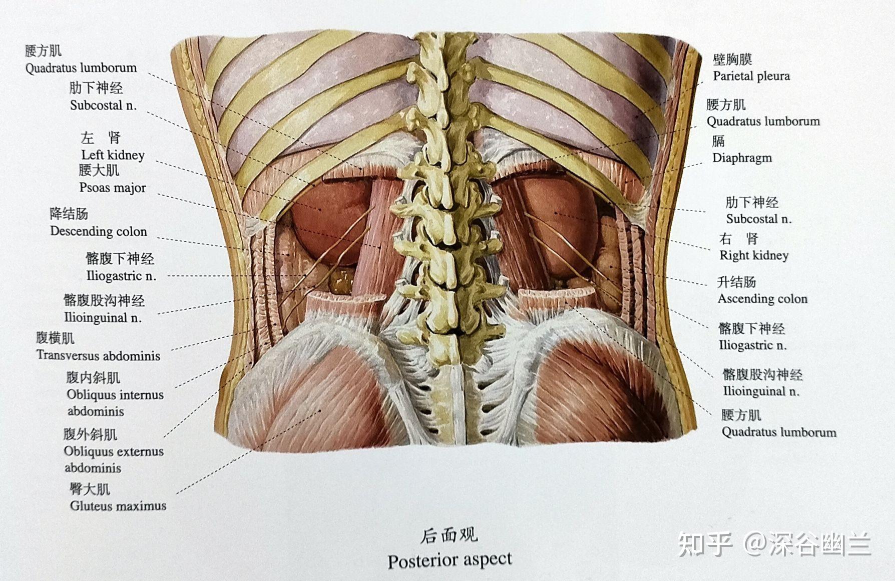 361個腧穴精準位置172185