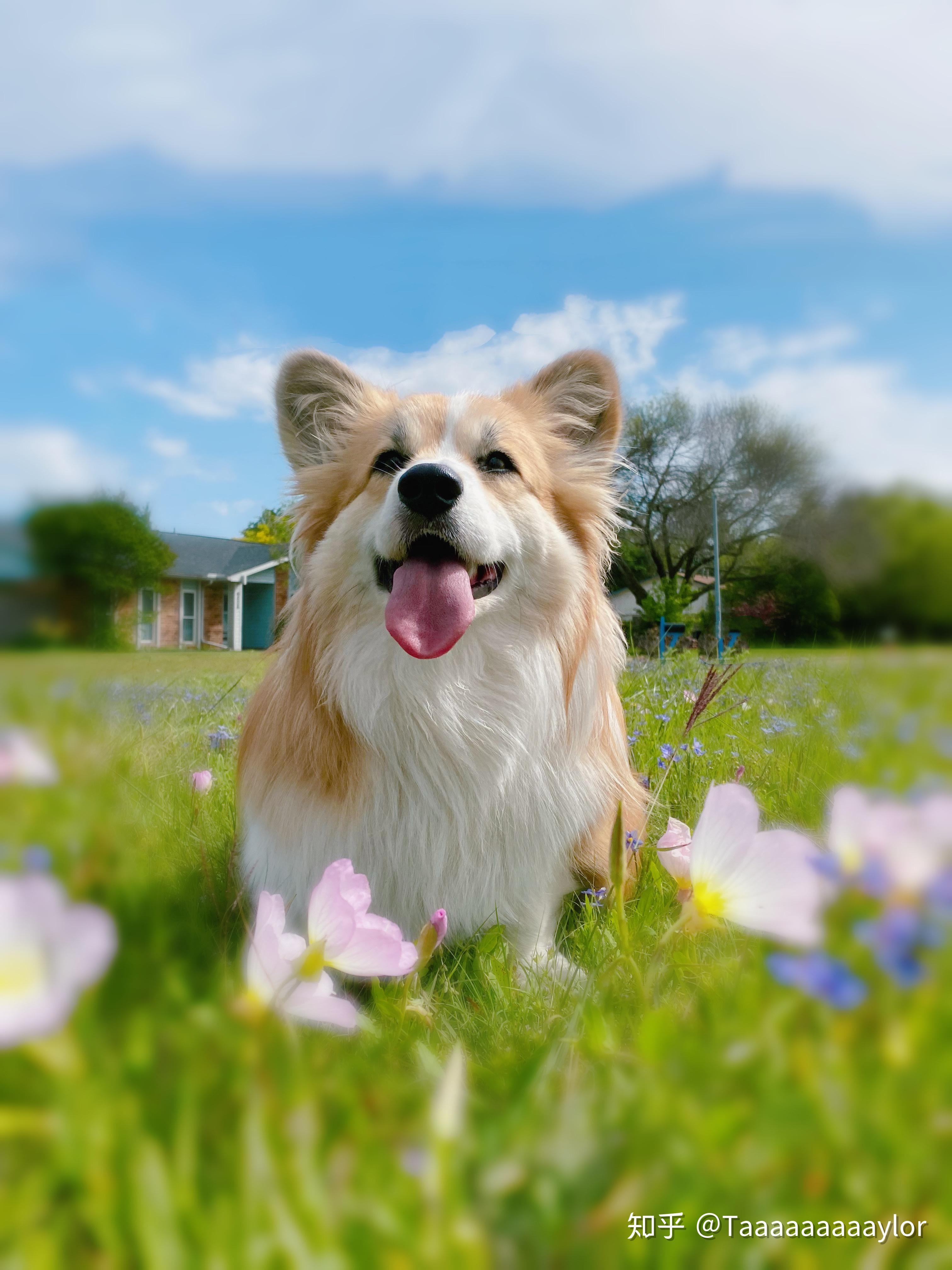 关注问题 67 写回答 登录/注册 宠物饲养 狗 养狗 宠物 柯基犬
