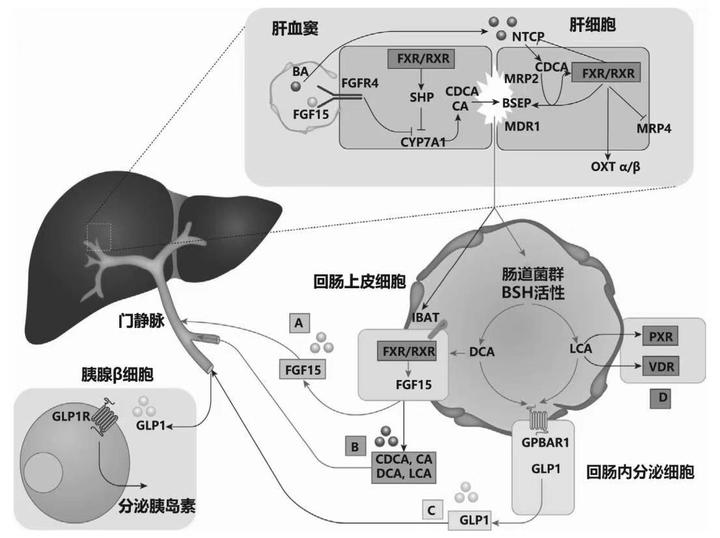 肠道菌群在胆汁酸的代谢过程中的重要作用 - 知乎