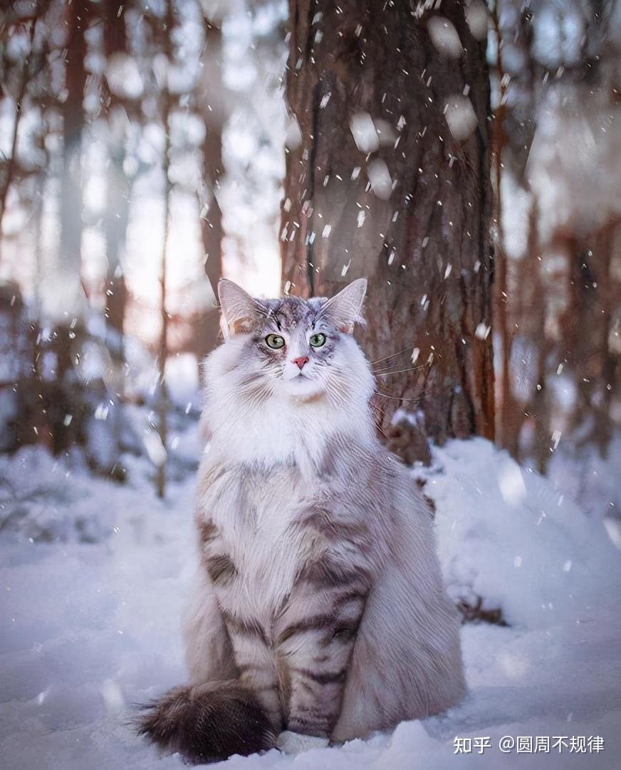 猫界中最粘人猫咪看看哪种猫性格更亲人