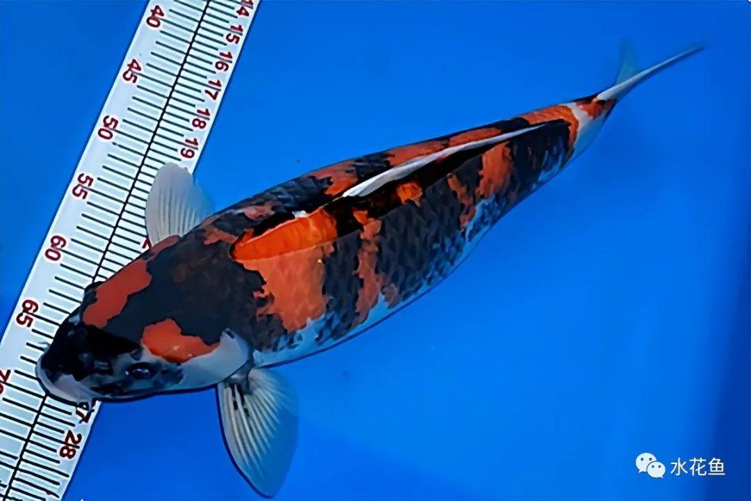 水生生物图文欣赏(15):锦鲤八大类七十六种_观赏鱼类_西南渔业网 水花