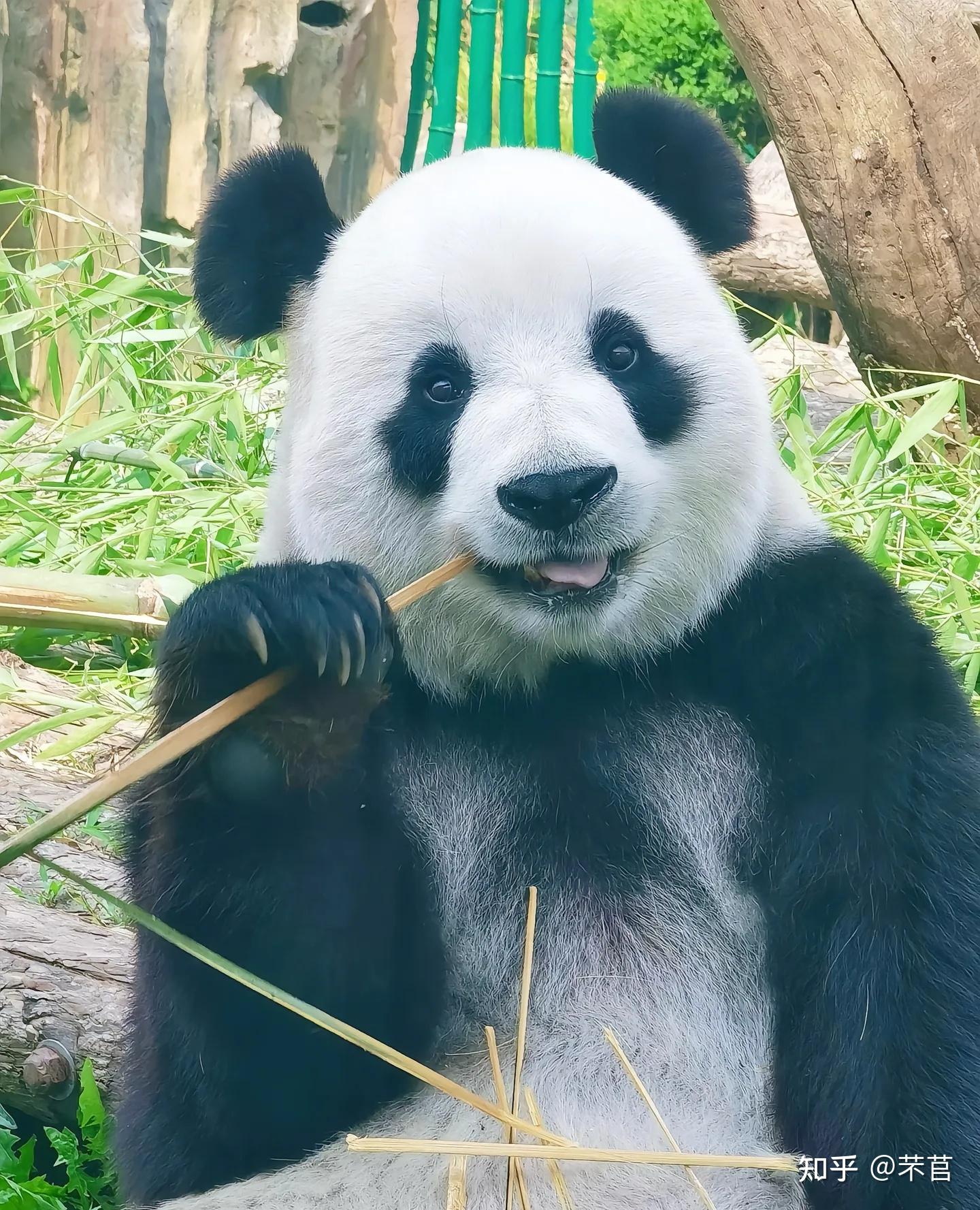 自然界中有哪些美丽的动物