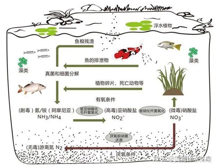 养锦鲤和鱼池过滤系统的误区,你踩雷了吗?(下篇)