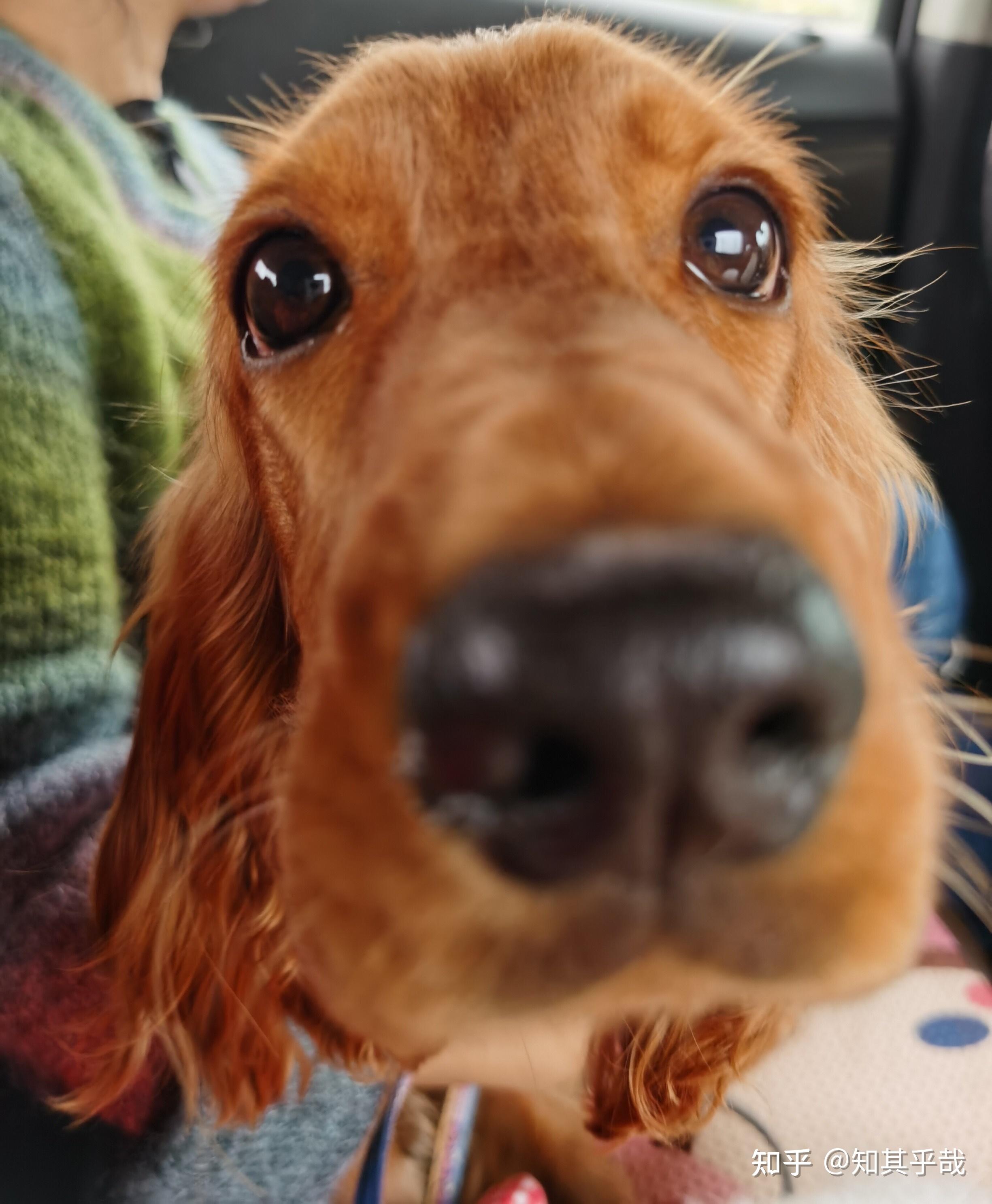 我家英国可卡从小到大的样子1