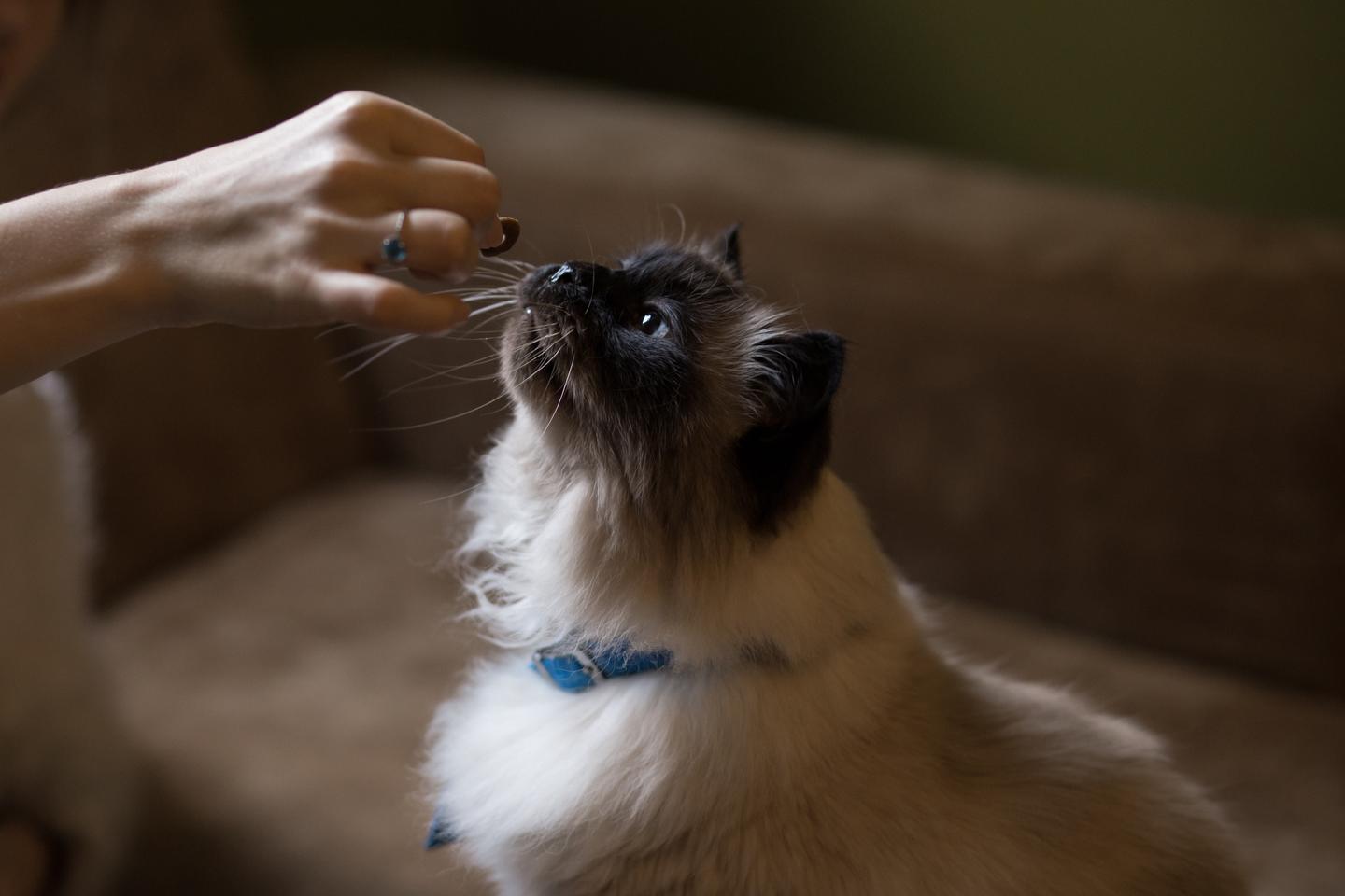 猫咪脸上弄到了百合花粉