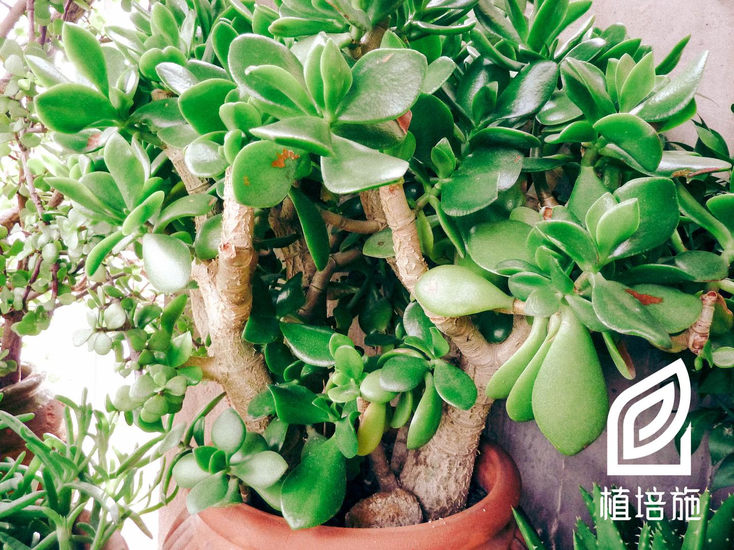 植培施 燕子掌crassula Portulacea仙人掌 多肉类植物栽培手册 知乎