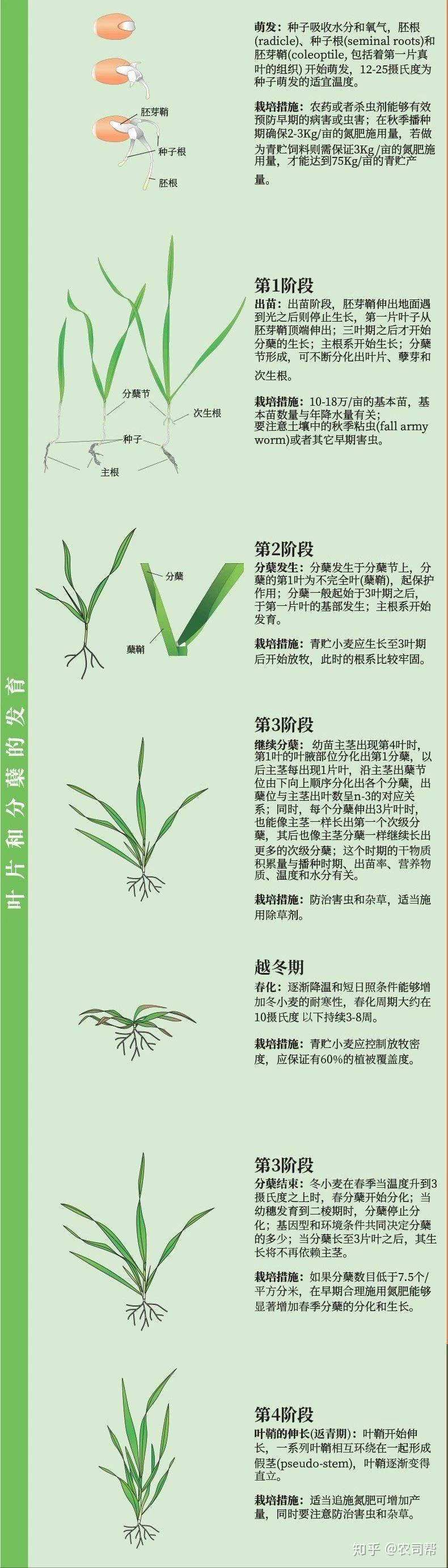 您的小麦发育到哪个生育阶段了?对照这里!